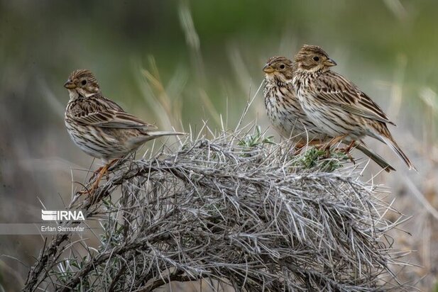 نمایی زیبا از پارک ملی در شیراز