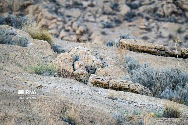 نمایی زیبا از پارک ملی در شیراز