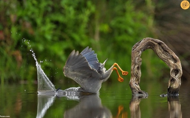 عکاسی کمدی حیات وحش