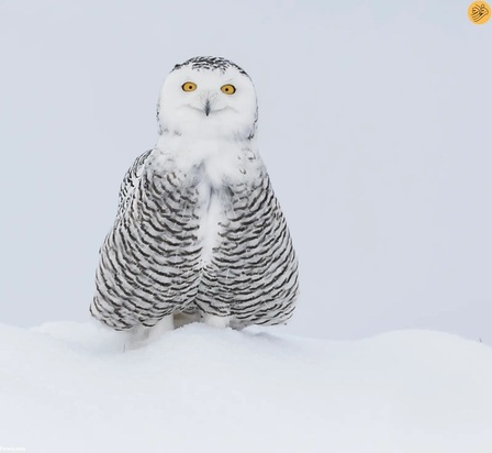 عکاسی کمدی حیات وحش