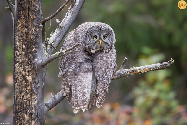 عکاسی کمدی حیات وحش