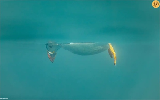 عکاسی کمدی حیات وحش