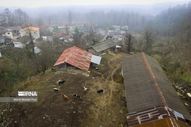 تصاویری از دامداری در روستاهای مازندران