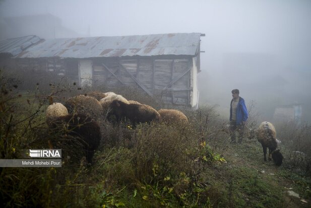 تصاویری از دامداری در روستاهای مازندران