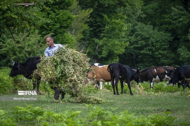 تصاویری از دامداری در روستاهای مازندران