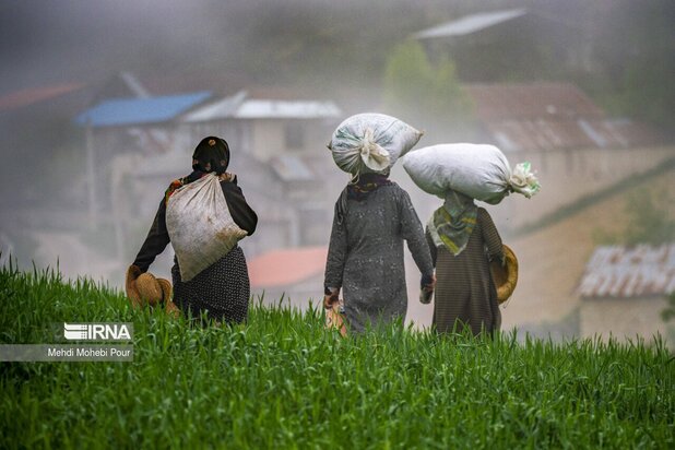 تصاویری از دامداری در روستاهای مازندران