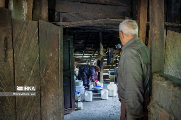 تصاویری از دامداری در روستاهای مازندران