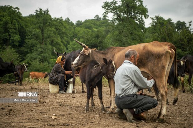 تصاویری از دامداری در روستاهای مازندران