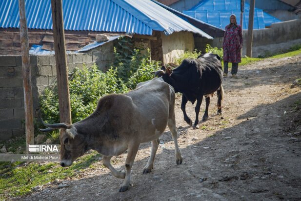 تصاویری از دامداری در روستاهای مازندران