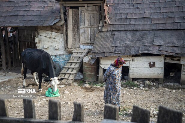 تصاویری از دامداری در روستاهای مازندران