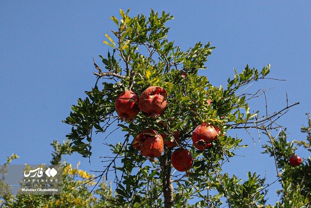 انارچینی در محمودآباد فیروزکوه