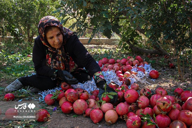 انارچینی در محمودآباد فیروزکوه