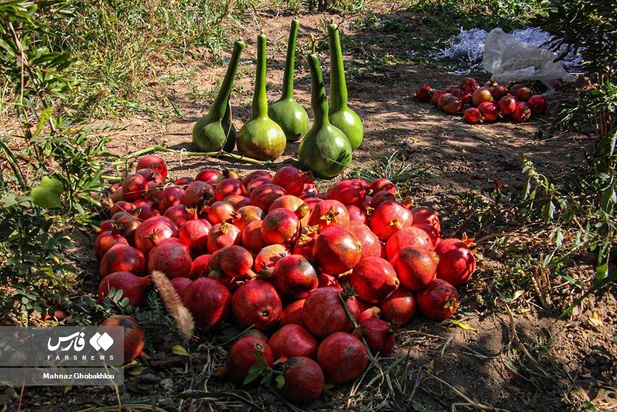 انارچینی در محمودآباد فیروزکوه