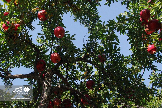 انارچینی در محمودآباد فیروزکوه