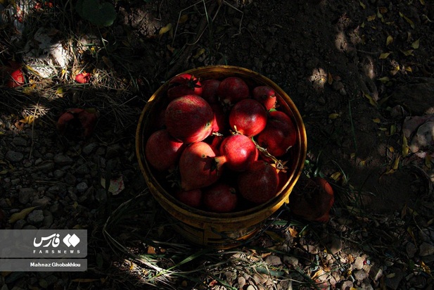 انارچینی در محمودآباد فیروزکوه