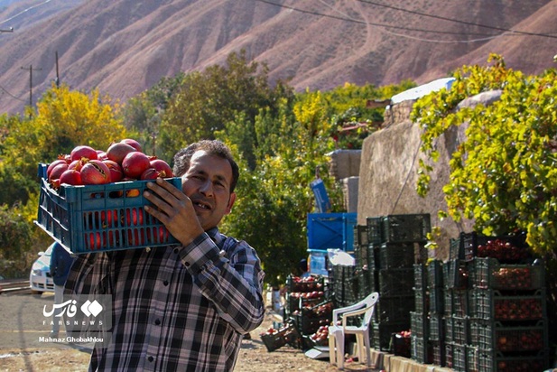 انارچینی در محمودآباد فیروزکوه