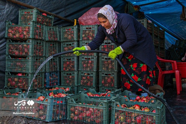 انارچینی در محمودآباد فیروزکوه