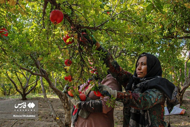 انارچینی در محمودآباد فیروزکوه