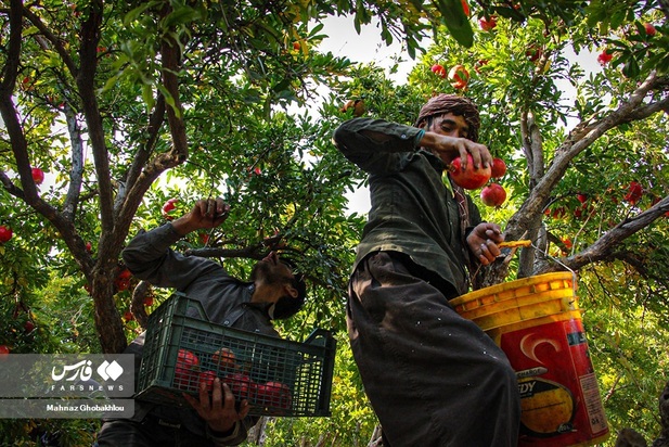 انارچینی در محمودآباد فیروزکوه