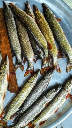 تصاویری از  بازار جذاب محلی ماهی‌فروشان رشت