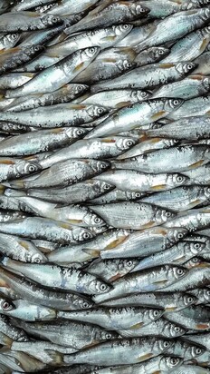 تصاویری از  بازار جذاب محلی ماهی‌فروشان رشت