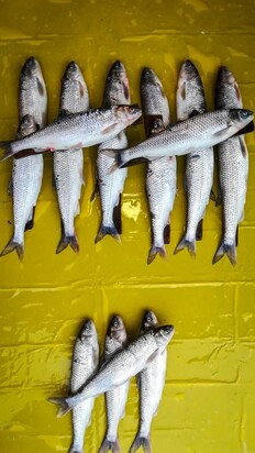 تصاویری از  بازار جذاب محلی ماهی‌فروشان رشت