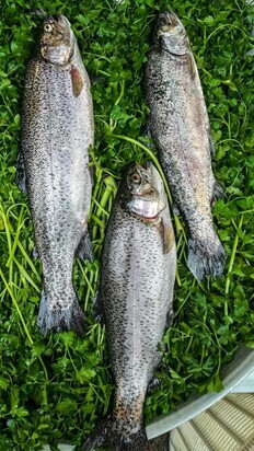 تصاویری از  بازار جذاب محلی ماهی‌فروشان رشت