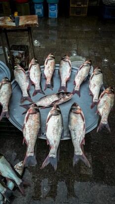 تصاویری از  بازار جذاب محلی ماهی‌فروشان رشت