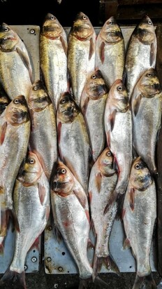 تصاویری از  بازار جذاب محلی ماهی‌فروشان رشت