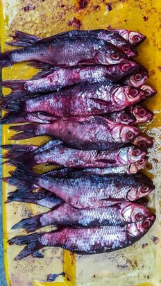 تصاویری از  بازار جذاب محلی ماهی‌فروشان رشت