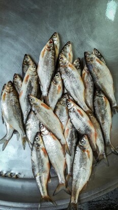 تصاویری از  بازار جذاب محلی ماهی‌فروشان رشت