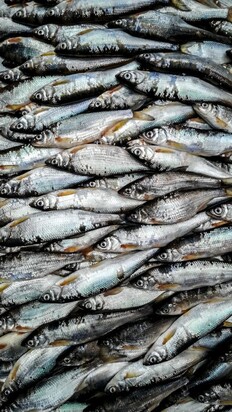 تصاویری از  بازار جذاب محلی ماهی‌فروشان رشت