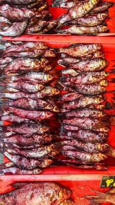 تصاویری از  بازار جذاب محلی ماهی‌فروشان رشت