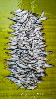 تصاویری از  بازار جذاب محلی ماهی‌فروشان رشت