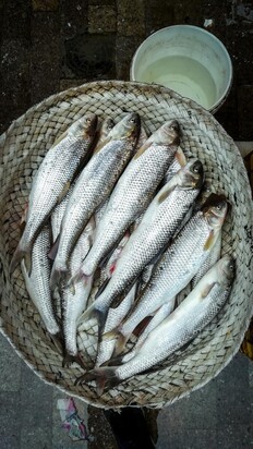 تصاویری از  بازار جذاب محلی ماهی‌فروشان رشت