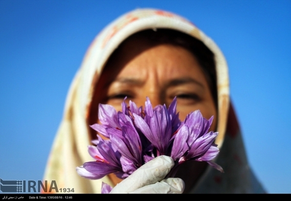 تصاویر برداشت زعفران