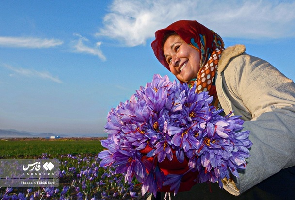 تصاویر برداشت زعفران