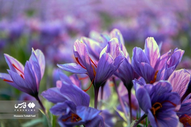 تصاویر برداشت زعفران