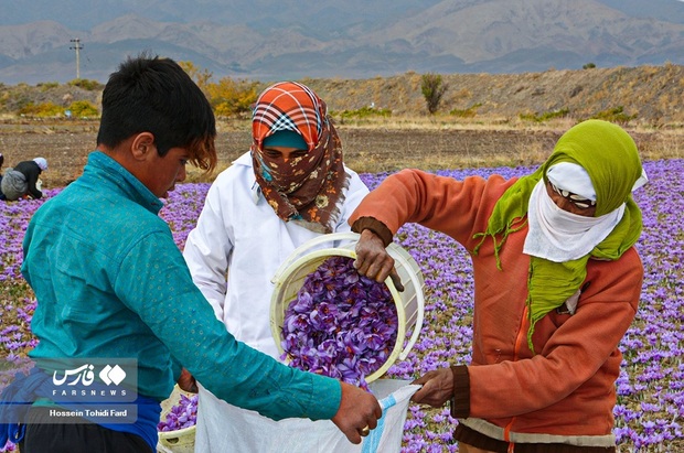 تصاویر برداشت زعفران