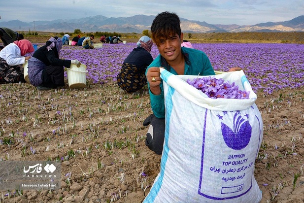 تصاویر برداشت زعفران