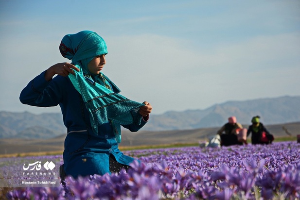 تصاویر برداشت زعفران