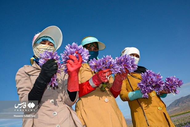تصاویر برداشت زعفران