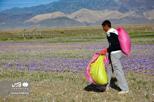 تصاویر برداشت زعفران