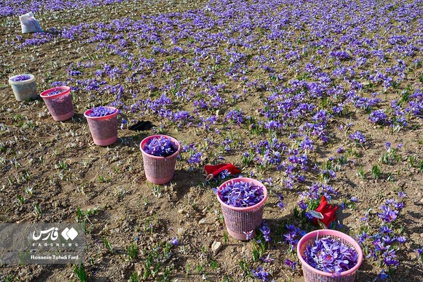 تصاویر برداشت زعفران