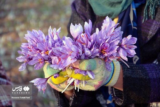 تصاویر برداشت زعفران