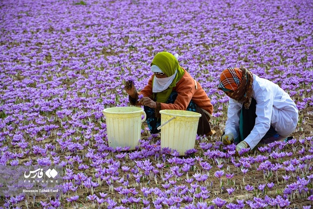 تصاویر برداشت زعفران