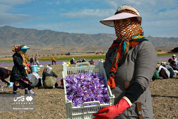 تصاویر برداشت زعفران