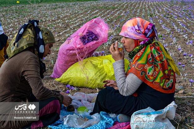 تصاویر برداشت زعفران
