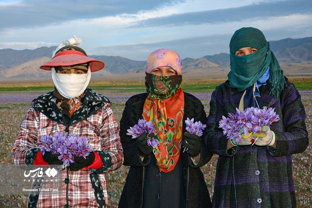 تصاویر برداشت زعفران