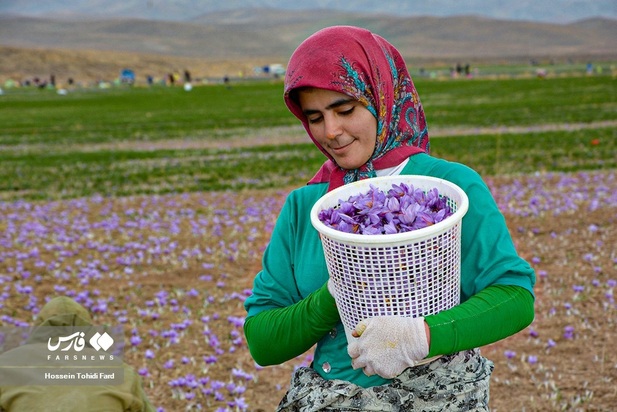 تصاویر برداشت زعفران